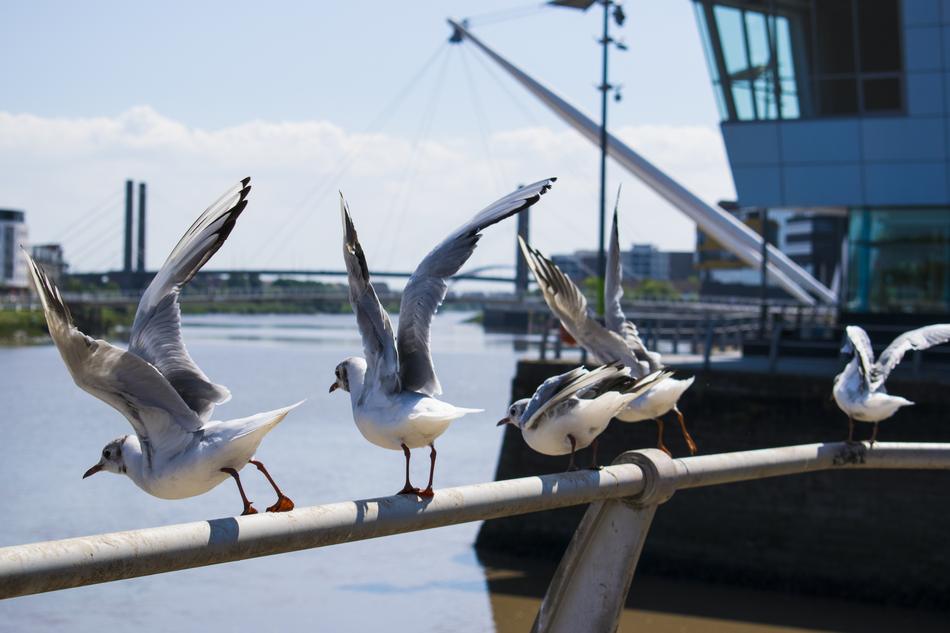 Seagulls Bird Fly White