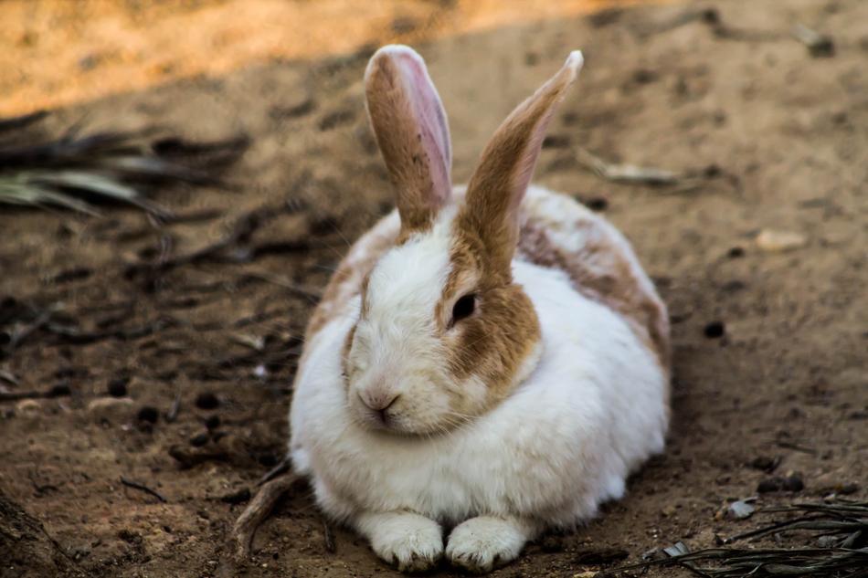 Rabbit Hare Animal