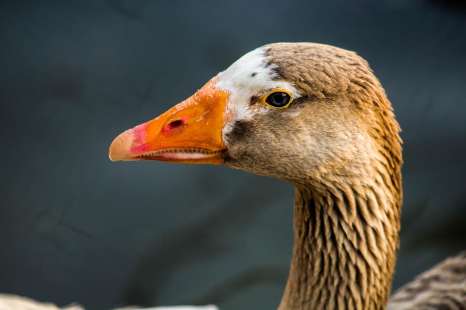 Duck Bird Animal