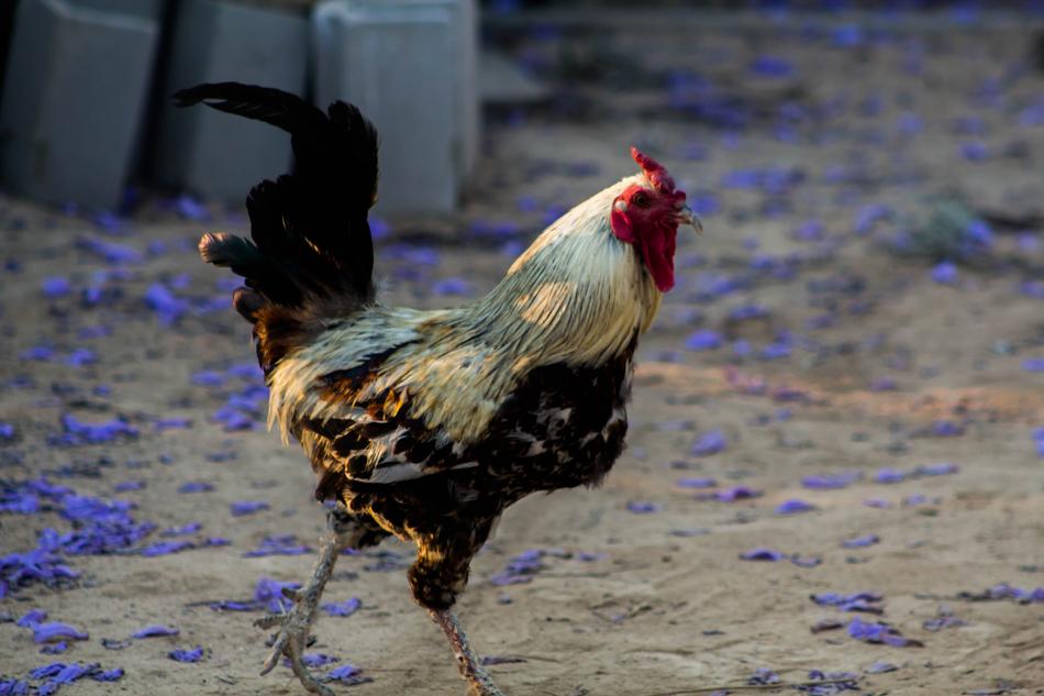 Cock Hen House Farm