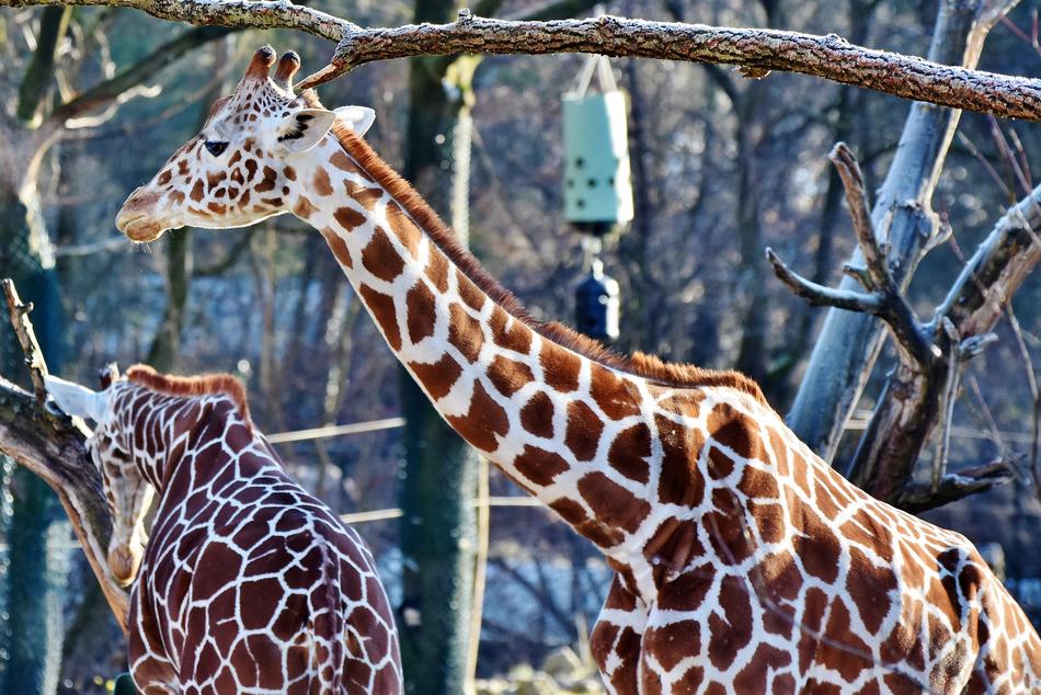 Giraffe Neck Head Long