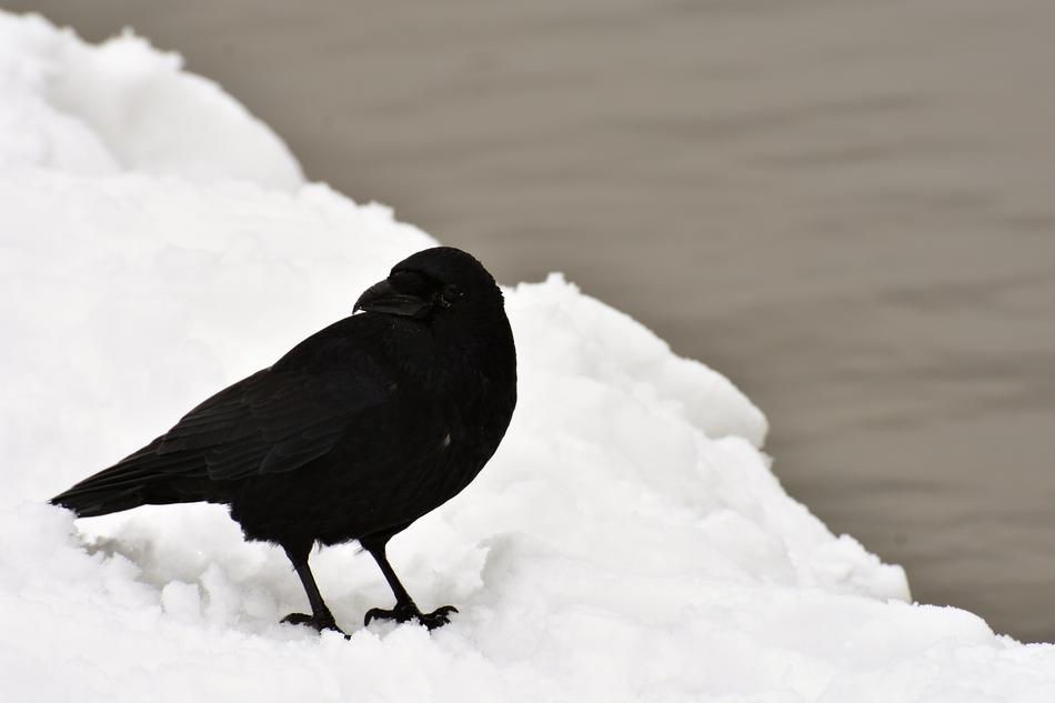 Raven Crow Bird