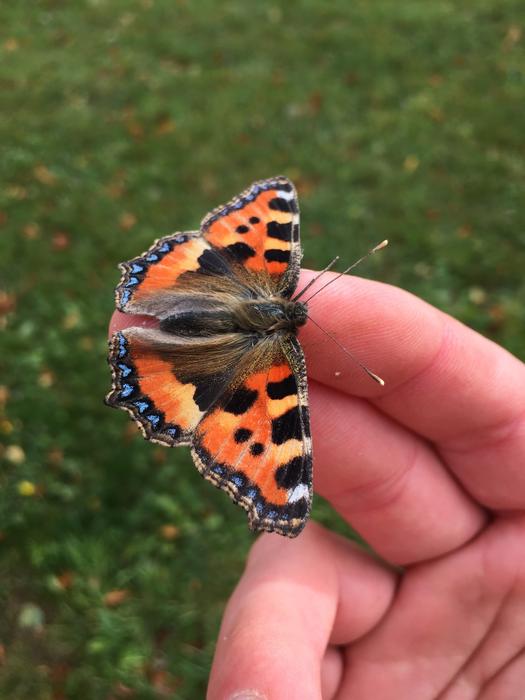 Butterfly Hand Moth