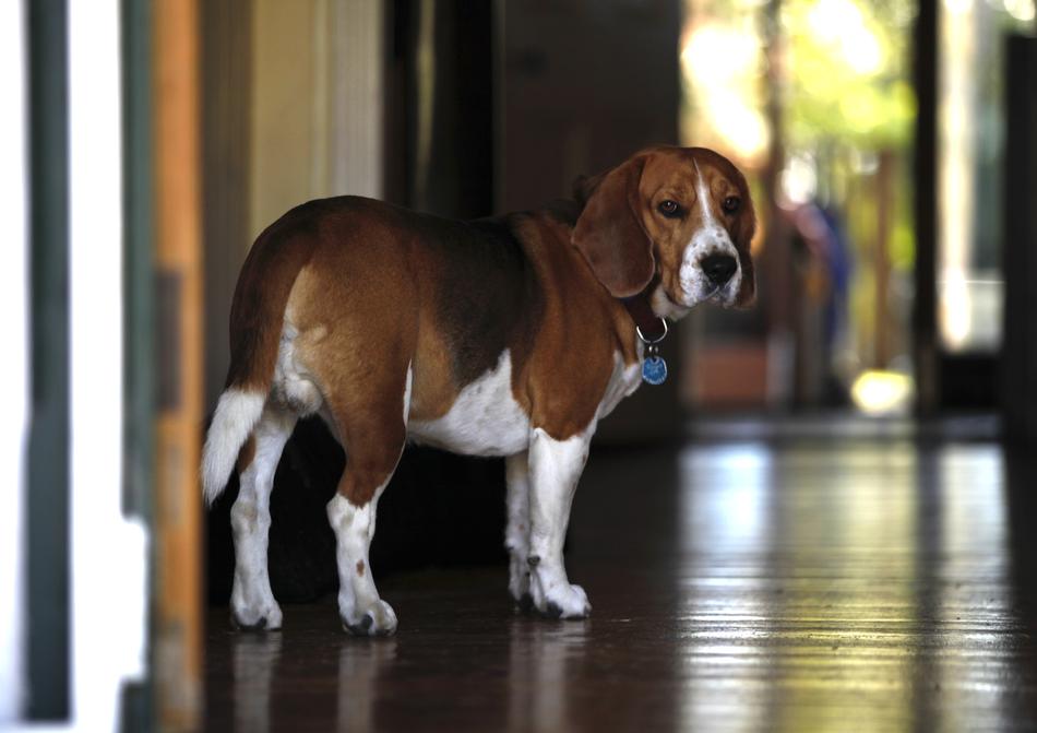 Beagle Dog Pet