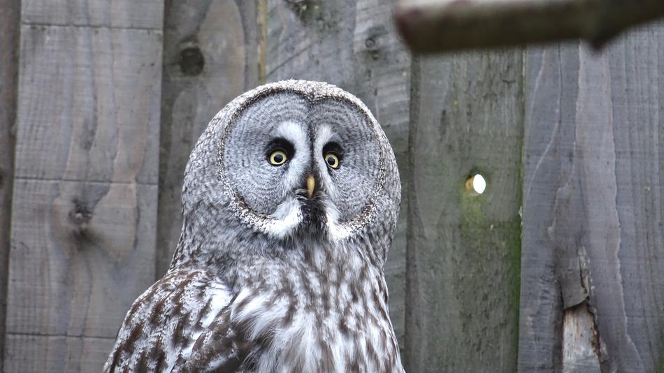 grey Owl Bird in Nature
