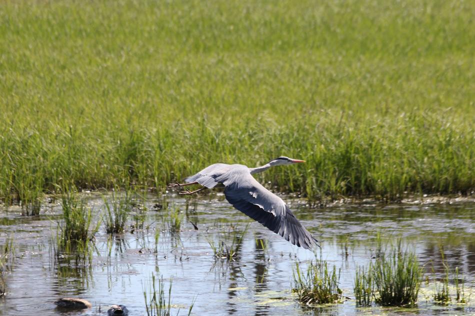 a big crane in the water with grass