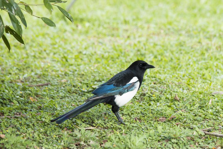 Magpie Bird