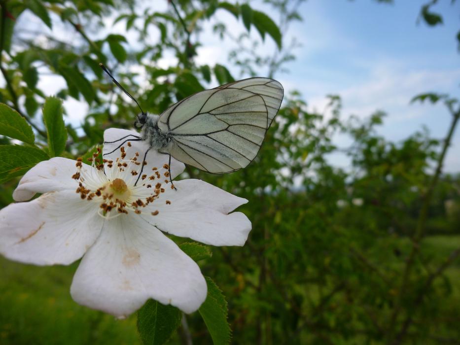 Gassed Butterfly Aporia Crataegi