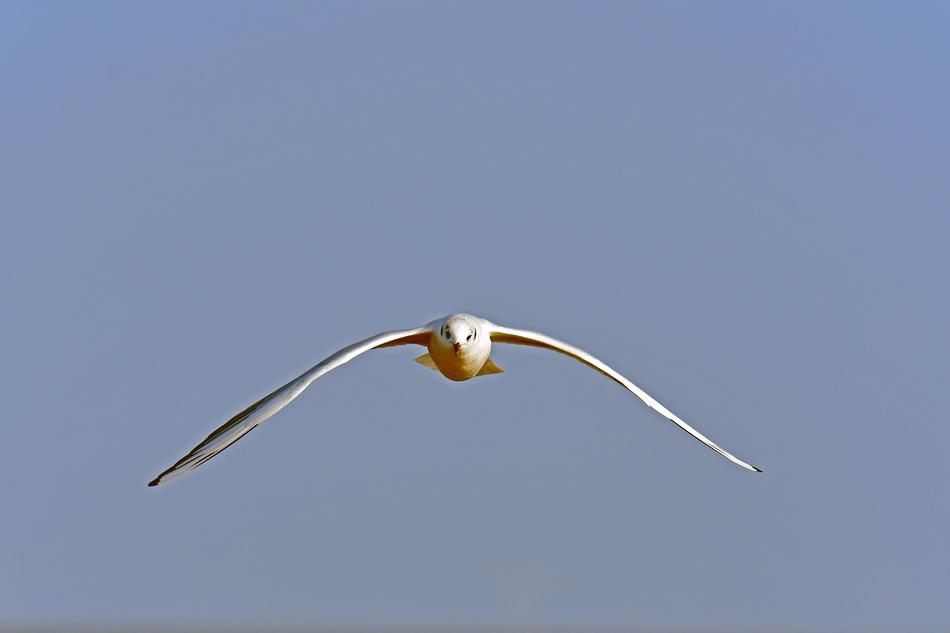 Black Headed Gull Approach Bird