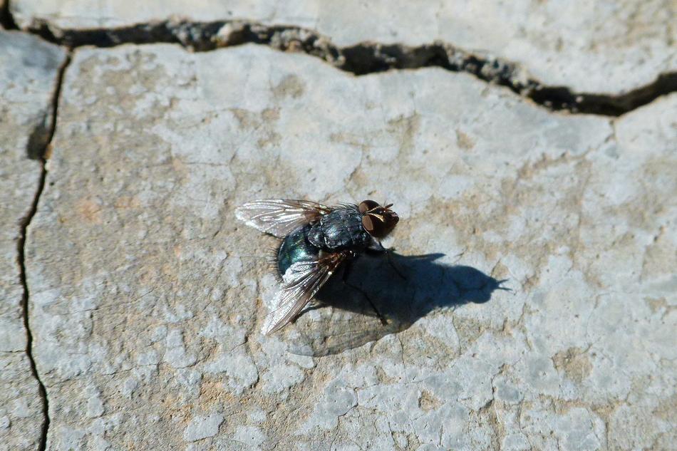 Fly Greenfly Lucilia Sericata