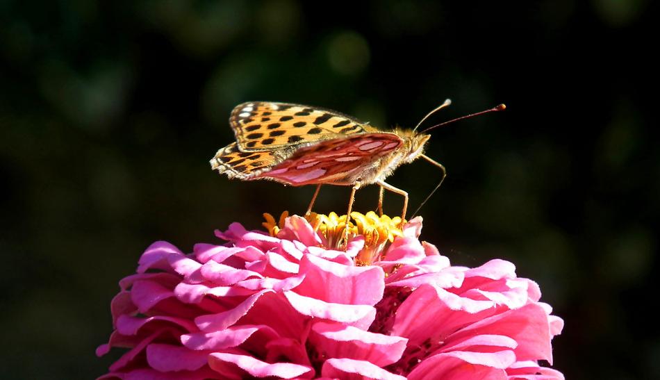 Butterfly Insect Flower
