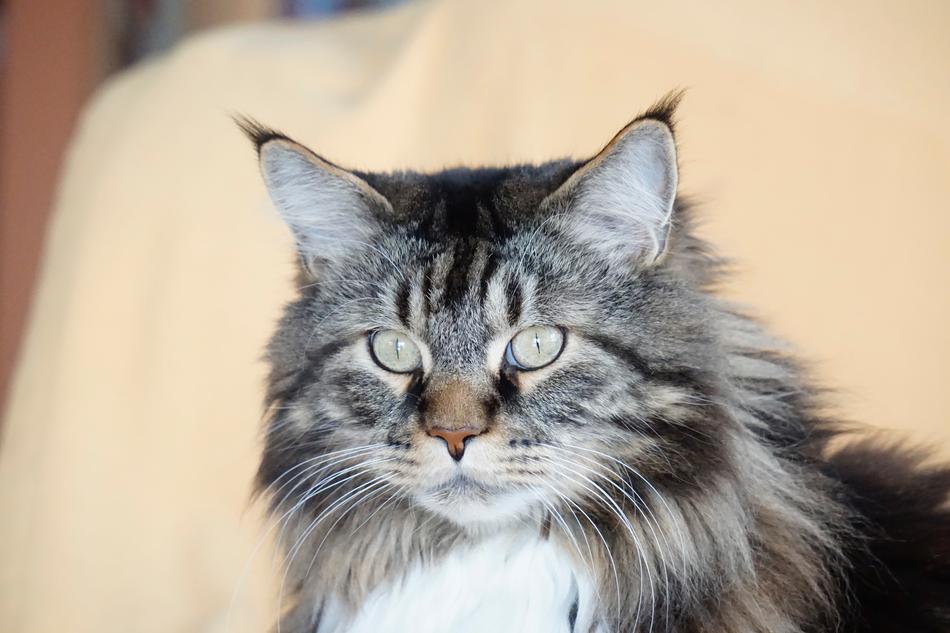 Cute Cat Animal