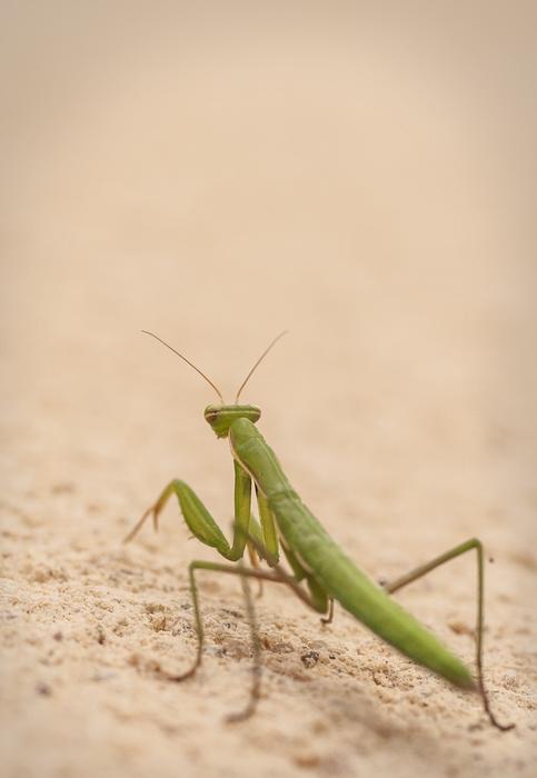 Fauna Insect No Person