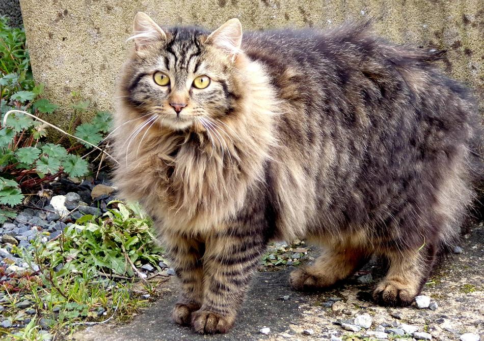 Cat Garden Feline