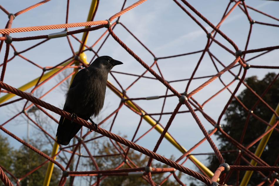 bird on an iron circle