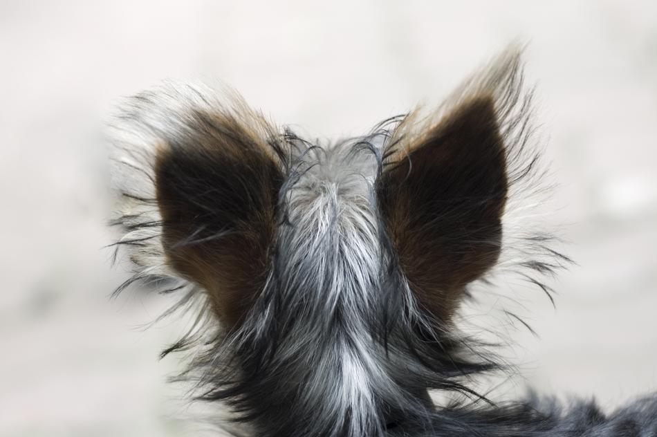 Dog Head Animal