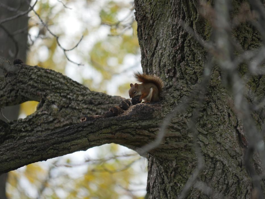 Squirrel Eating Nuts