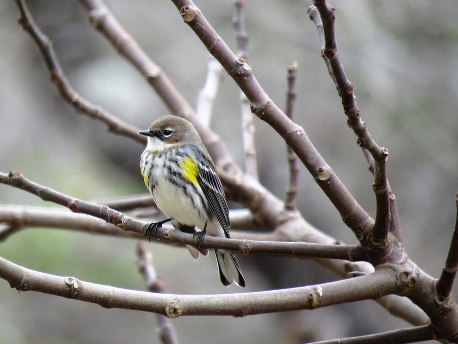little bird on the branches