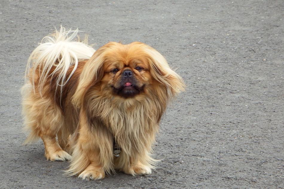 Dog Portrait Cute