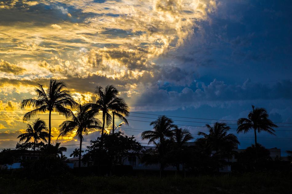 Palm Beach Tropical