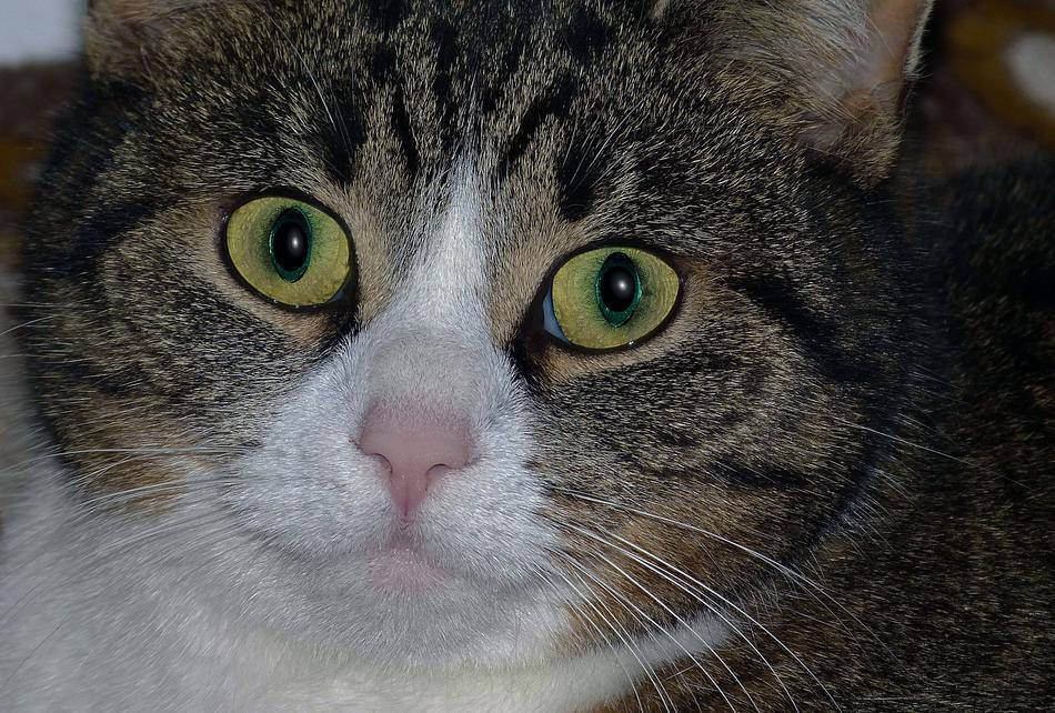Cat Portrait Mammal