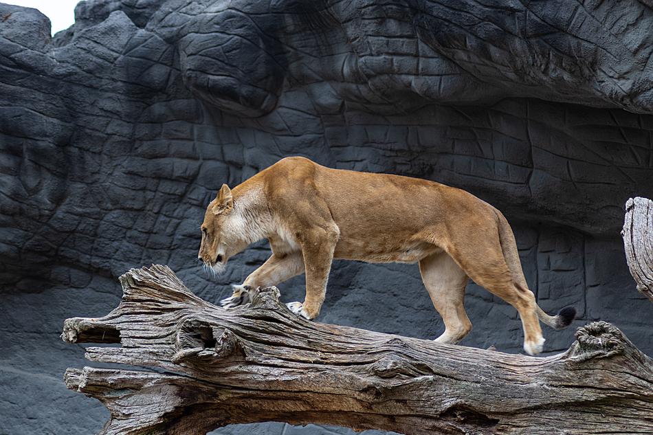 Lioness Cat Queen Big