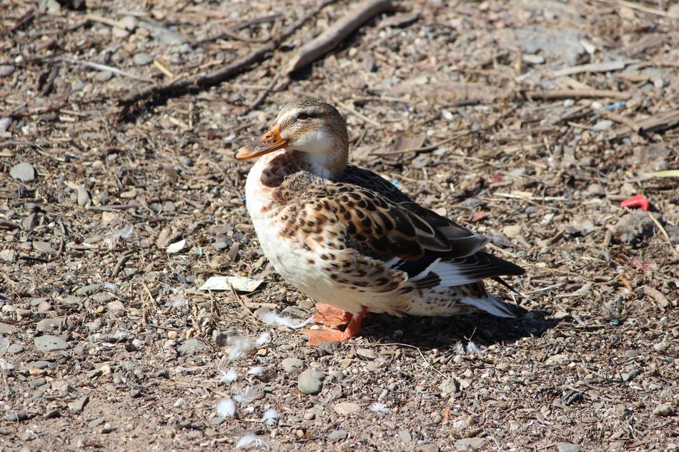 duck bird rest