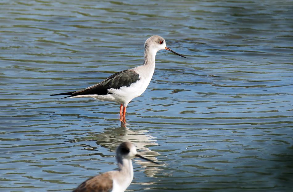 Outdoor Bird Wild