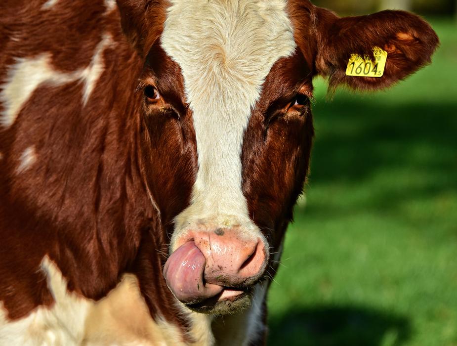 cow licks face