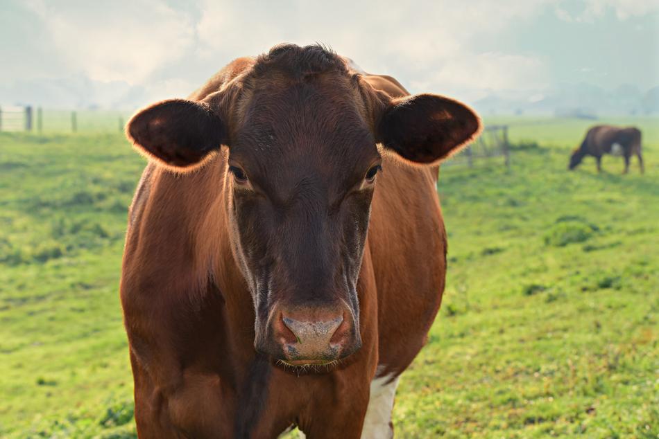 Cow Cattle Animal