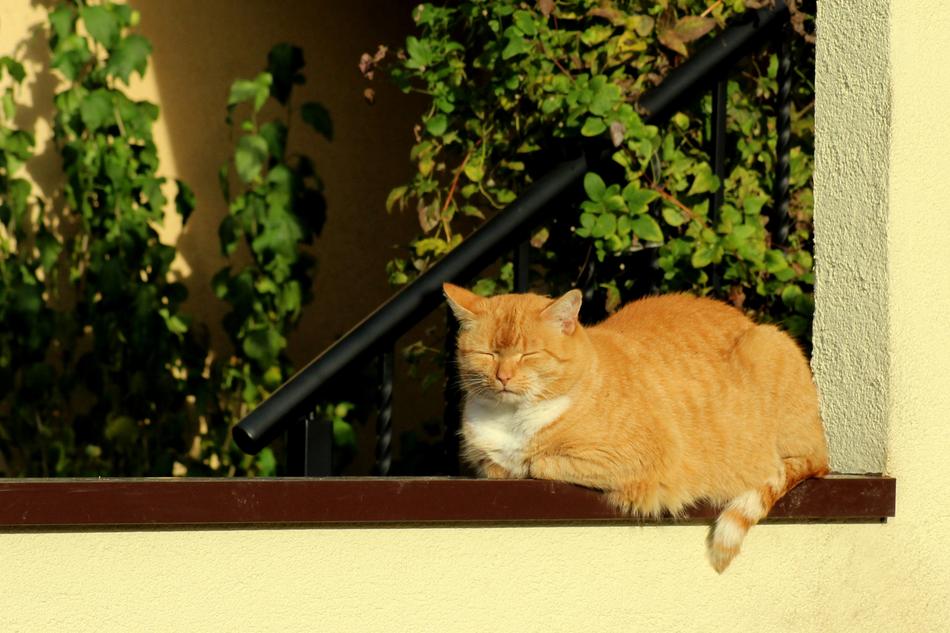 Cat Kitten Red The