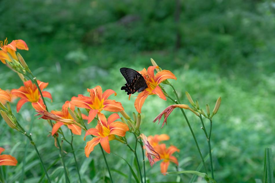 Butterfly Insect Flower