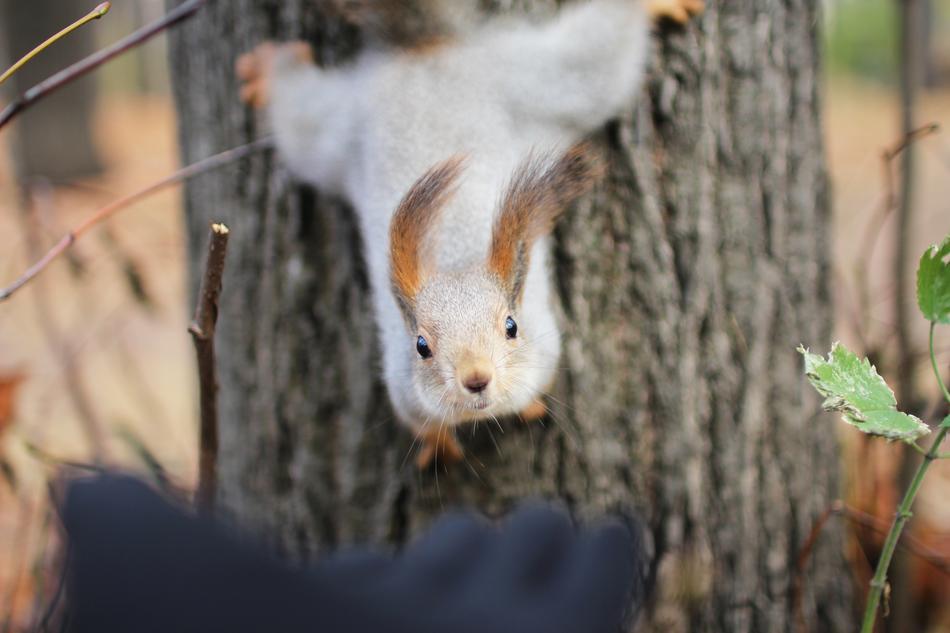 Squirrel November Autumn