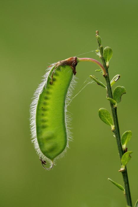 Insect Nature Leaf