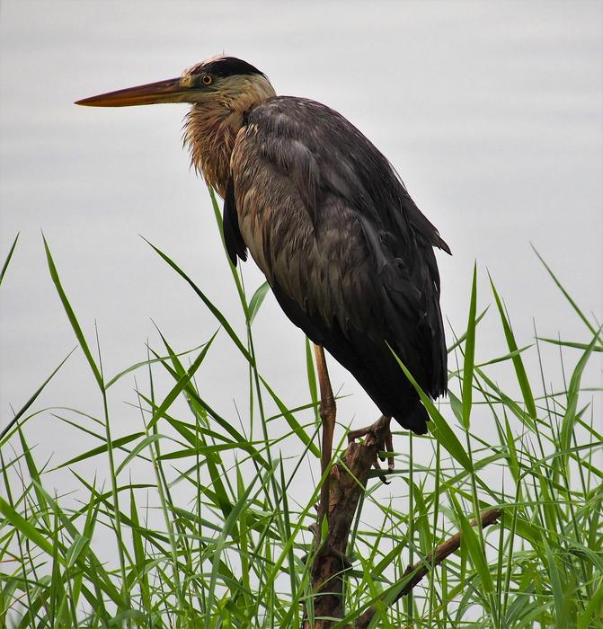 grey heron Bird in Wildlife