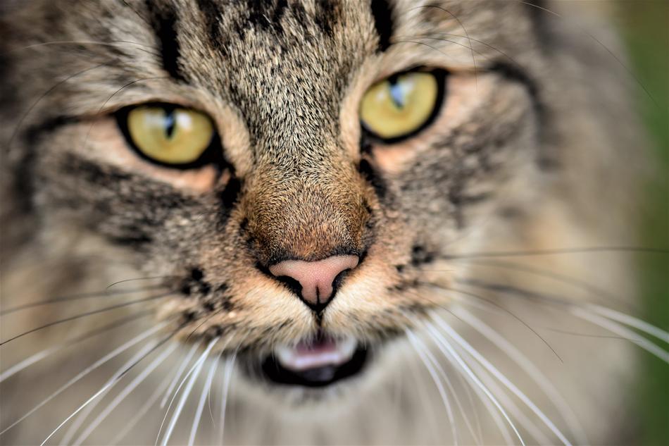 Cat Neighbor'S Wildcat