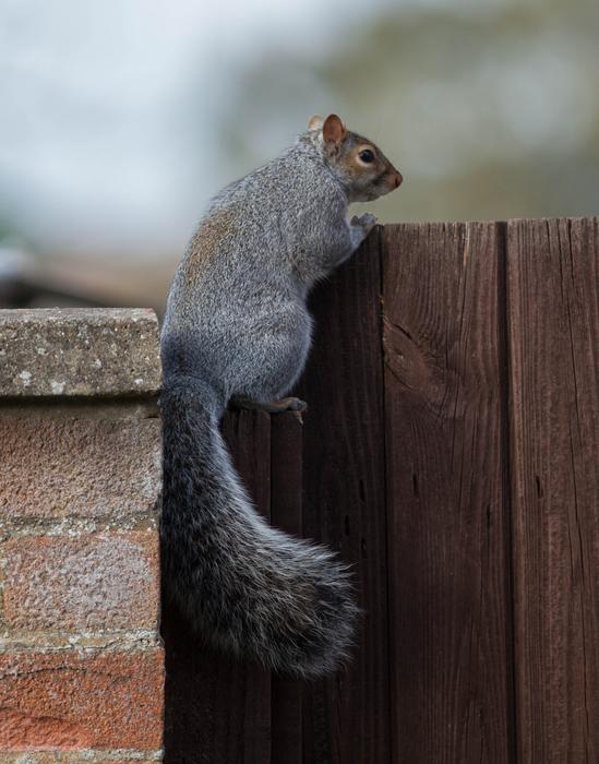 Squirrel Wall Fence