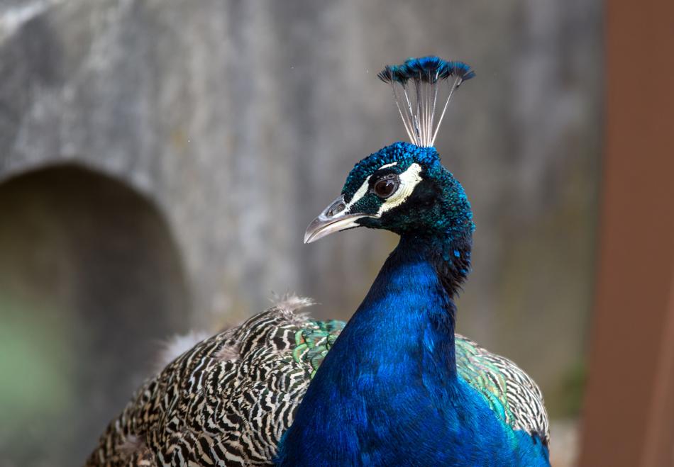 Feather Peacock Bird