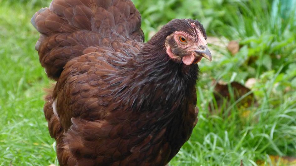 Dwarf Wyandotte Red Hen
