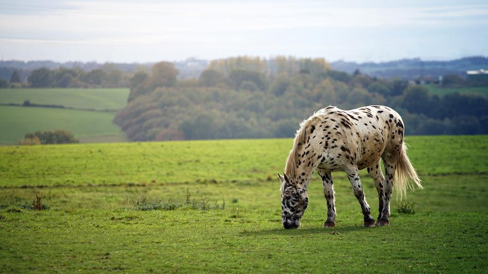 Horse Meadow Field