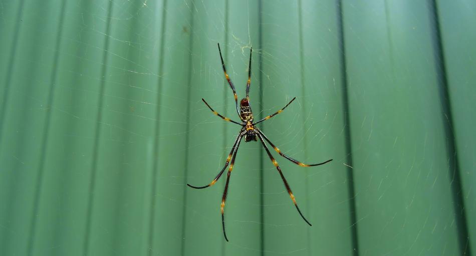 Spider Insect Closeup
