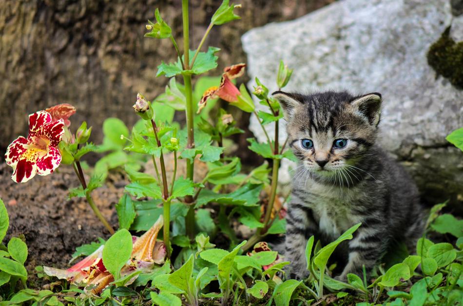 Kitten Cat Kitty