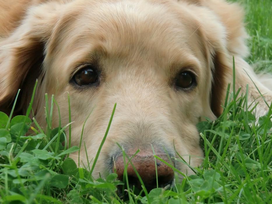 Dog Rest Pet