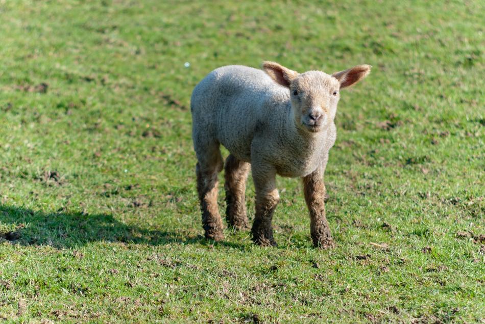 Mammal Lawn Animal