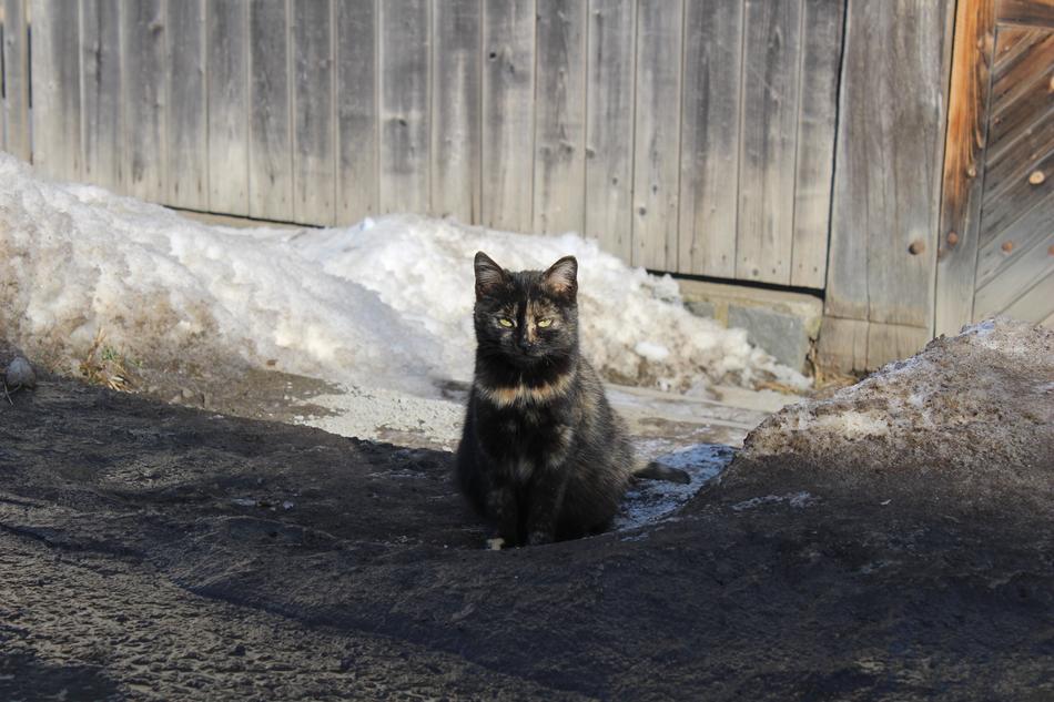 Black Cat Winter Colors