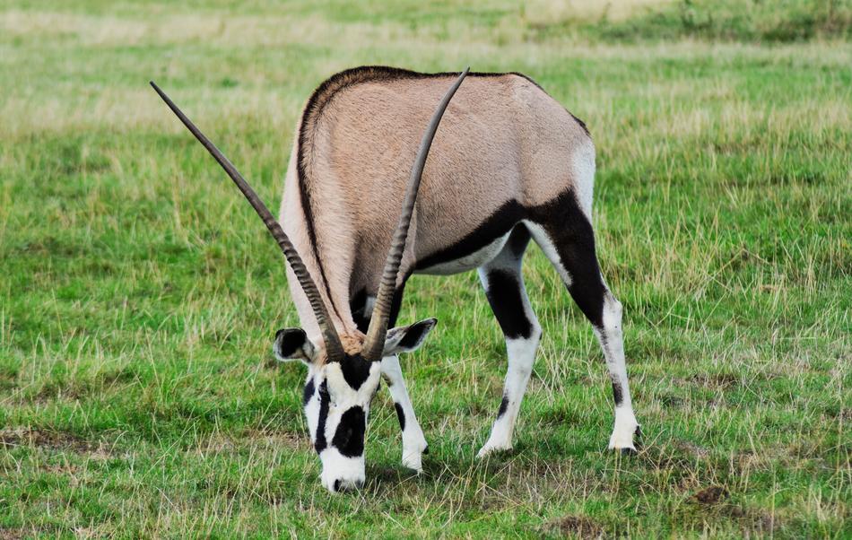 Oryx Gazelle Gemsbok