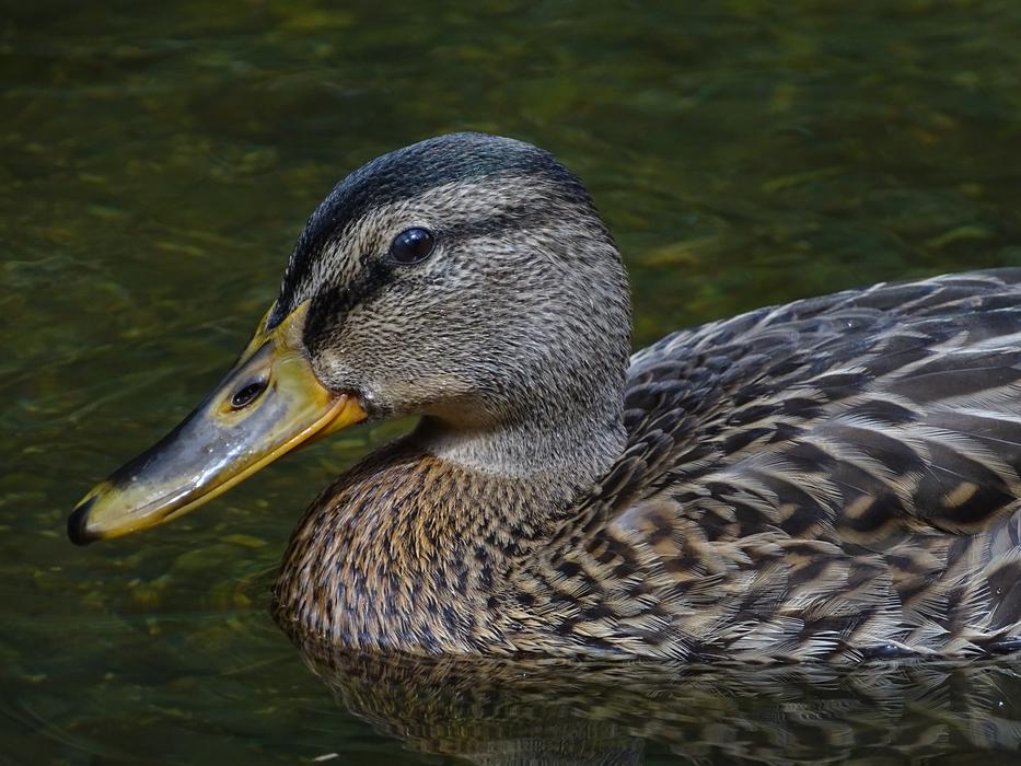 Duck Water Bird Mallard