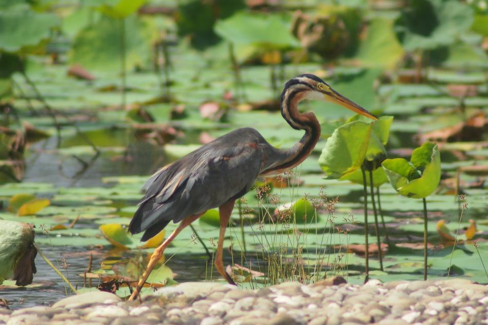 Purple Heron Bird