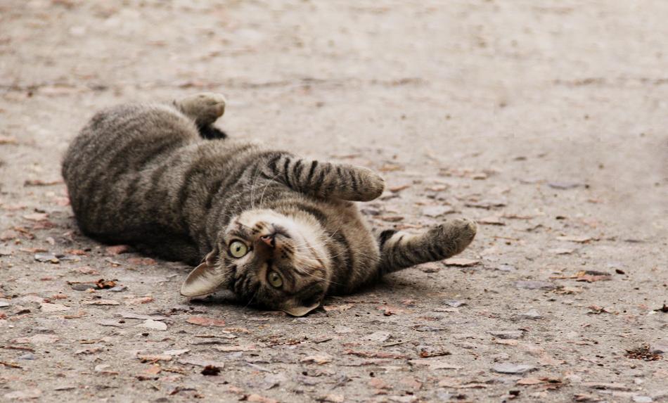 cute cat on the ground