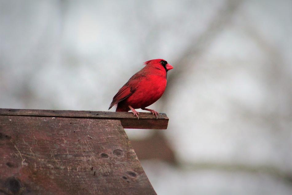 Bird Outdoors Nature
